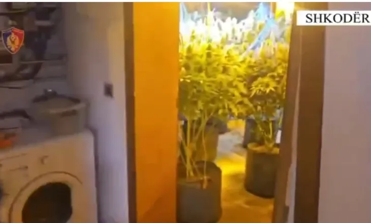 Banesën me qera e ktheu në shtëpi bari, arrestohet i riu në Shkodër, në pranga dhe punonjësi i OSHEE