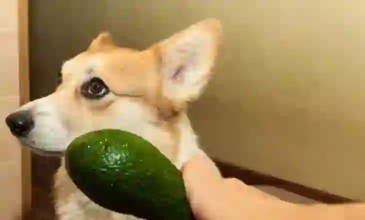 Çfarë ndodh nëse kafsha juaj shtëpiake ha avokado?