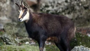 Dhia e egër konsiderohej si kafshë “e shenjtë” në traditën shqiptare