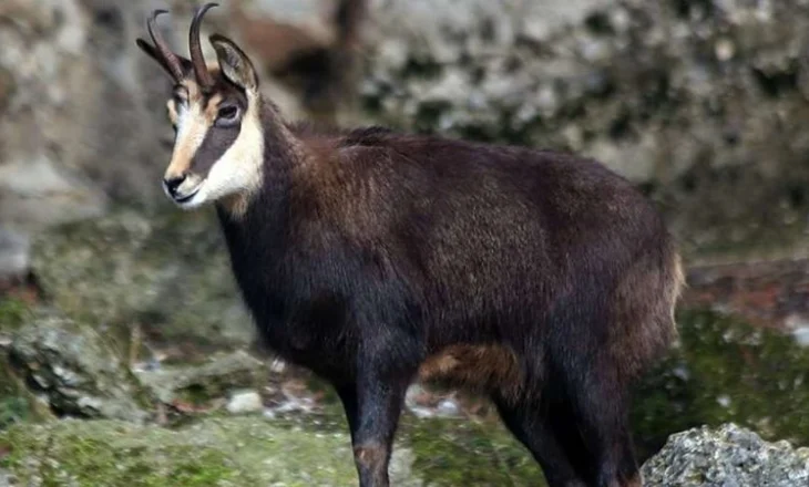 Dhia e egër konsiderohej si kafshë “e shenjtë” në traditën shqiptare