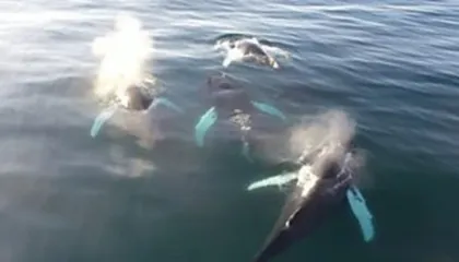 Dronët zbulojnë virus vdekjeprurës në frymën e balenave të Arktikut