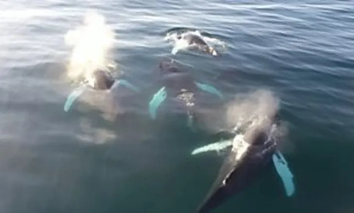 Dronët zbulojnë virus vdekjeprurës në frymën e balenave të Arktikut