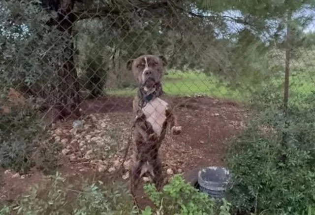 E mori nga rruga dhe e strehoi në shtëpi, qeni pitbull kafshon për vdekje fëmijën 2-vjeçar të emigrantit shqiptar në Greqi (VIDEO)