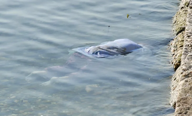 E rëndë/ Gjendet e mbytur një grua shtatzënë në lumë, ja çfarë dyshohet