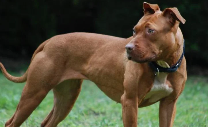 E rëndë në Greqi, 2-vjeçari shqiptar humb jetën pasi u sulmua nga qeni