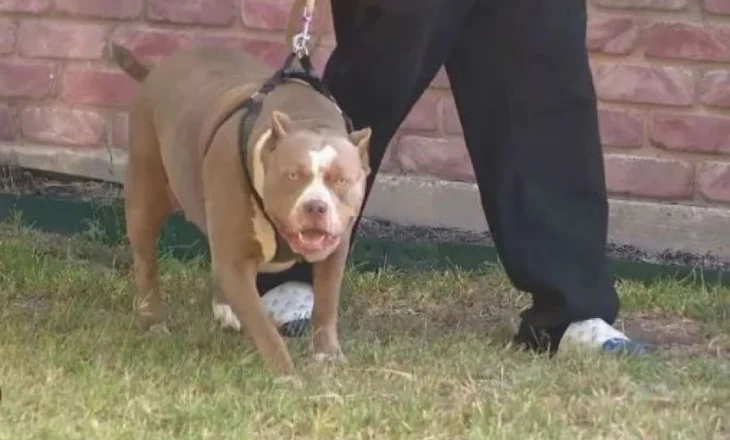 E rëndë në Greqi, pit bulli sulmon për vdekje fëmijën 18 muajsh të shqiptarit, po luante në oborrin e shtëpisë