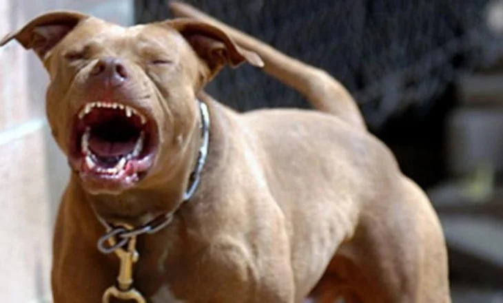 E rëndë në Greqi! Po luante në oborrin e shtëpisë, qeni sulmon për vdekje 2-vjeçarin shqiptar