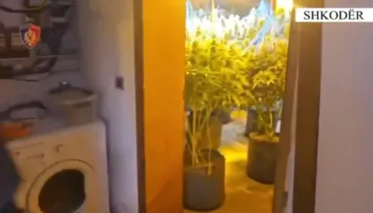 Emri/ Kultivonte bimë narkotike, pranga 22-vjeçarit dhe punonjësit të OSHEE në Velipojë