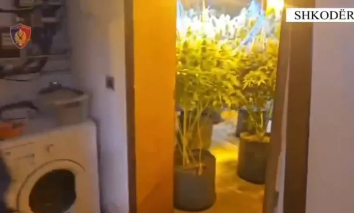 Emri/ Kultivonte bimë narkotike, pranga 22-vjeçarit dhe punonjësit të OSHEE në Velipojë