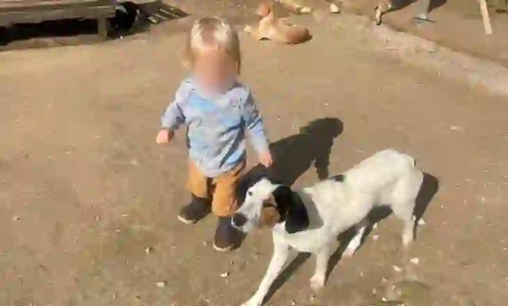 Fëmija u sulmua për vdekje nga pitbulli, i jepet nesër lamtumira e fundit 2- vjeçarit shqiptar