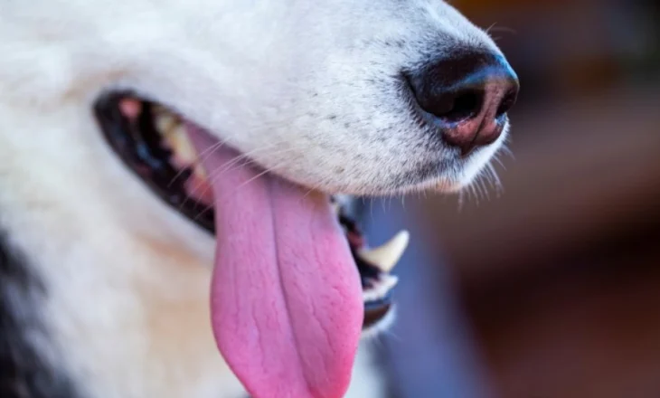 FOTO/ Një qen nga Oklahoma theu rekordin Guinness për gjuhën më të gjatë
