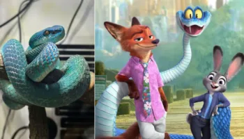 Gjarpërinjtë blu helmues kthehen në trend në Kinë pas suksesit të “Zootopia 2”, të rinjtë po i blejnë si kafshë shtëpiake