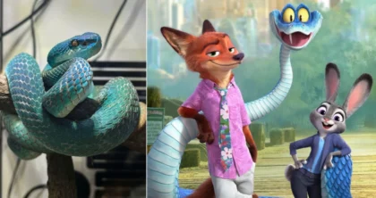 Gjarpërinjtë blu helmues kthehen në trend në Kinë pas suksesit të “Zootopia 2”, të rinjtë po i blejnë si kafshë shtëpiake