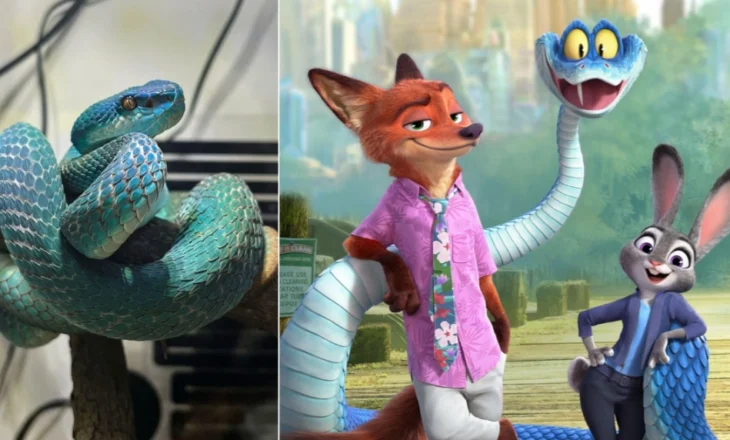Gjarpërinjtë blu helmues kthehen në trend në Kinë pas suksesit të “Zootopia 2”, të rinjtë po i blejnë si kafshë shtëpiake