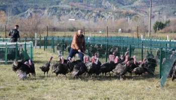 Hapet tregu i shpendëve në Baldushk, tradita e fundvitit që mbledh qytetarët e Tiranës