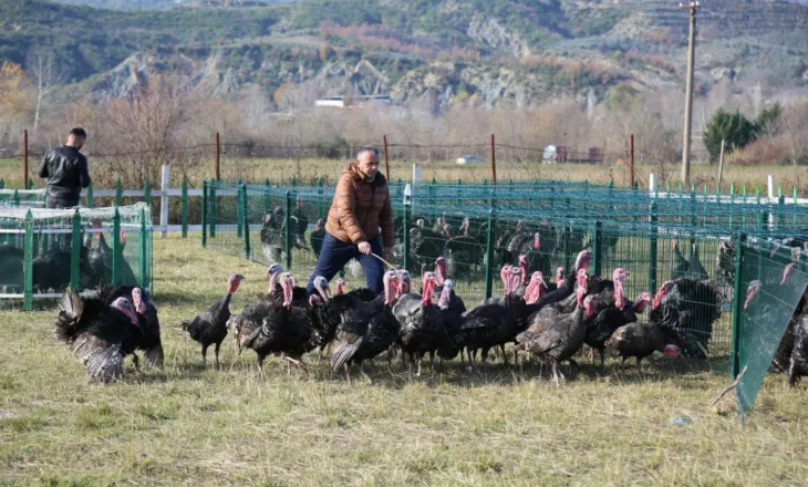 Hapet tregu i shpendëve në Baldushk, tradita e fundvitit që mbledh qytetarët e Tiranës