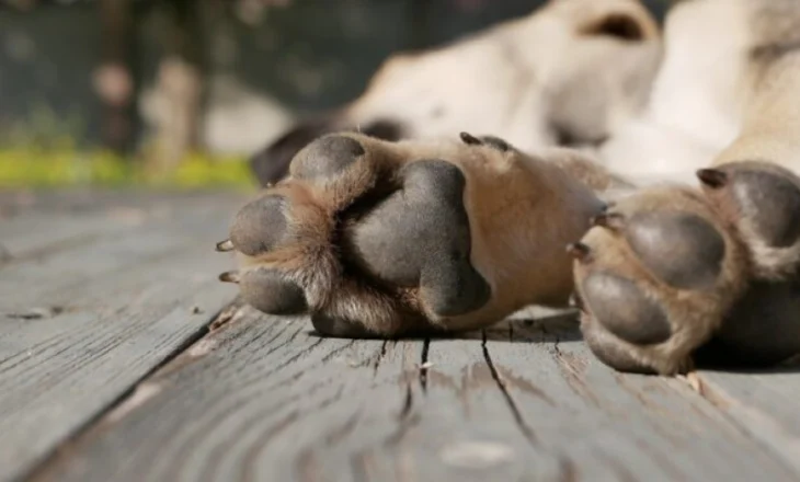 I mbylli gojën qenit me ngjitës dhe e varrosi të gjallë, e pëson rëndë 90-vjeçari, gjobitet me 30 mijë euro