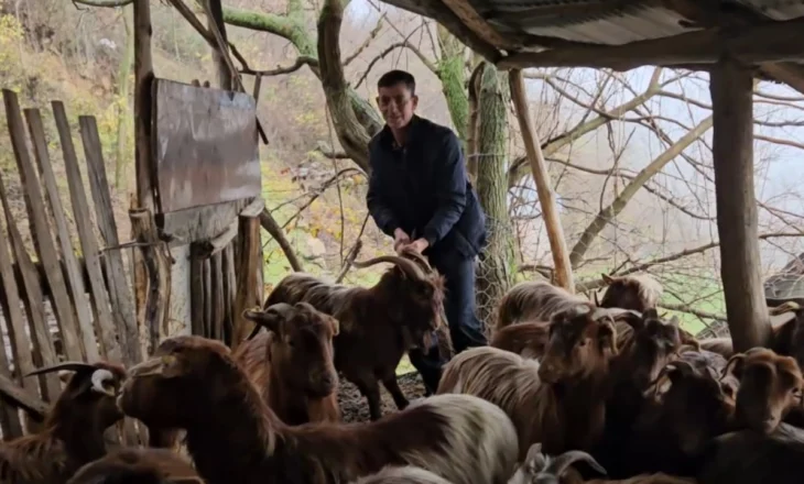Jeta mes kafshëve/ Fermeri që ruan blegtorinë autoktone në malet e Kukësit: Kam rritur fëmijët dhe kam bërë shtëpinë më këtë punë