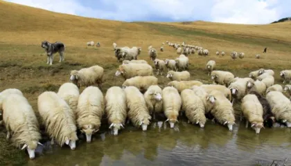 Jo vetëm vera e Agasit, zhduken edhe 31 dele të sekuestruara (Dokumenti)