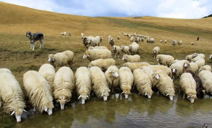 Jo vetëm vera e Agasit, zhduken edhe 31 dele të sekuestruara (Dokumenti)