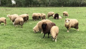 Jo vetëm vera e Agasit, zhduken edhe 31 dele të sekuestruara! Ngordhën, u vodhën apo… (Dokumenti)