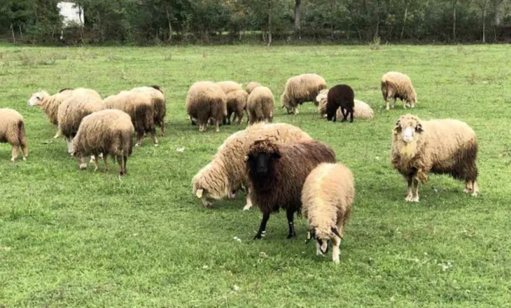Jo vetëm vera e Agasit, zhduken edhe 31 dele të sekuestruara! Ngordhën, u vodhën apo… (Dokumenti)