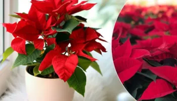 Ju janë tharë lulet e Krishtlindjes? Ja çfarë duhet të bëni që t’i rezistojnë edhe pas festave…