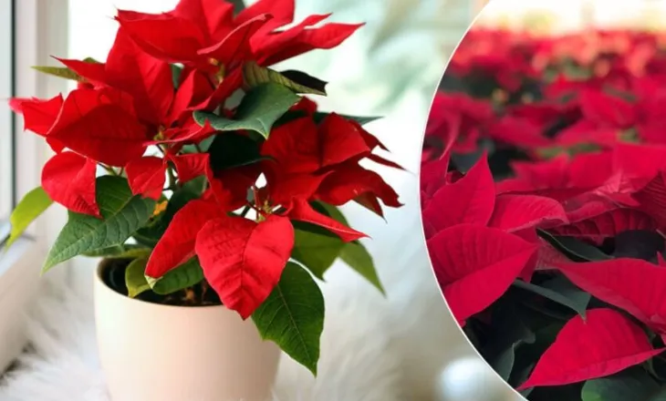 Ju janë tharë lulet e Krishtlindjes? Ja çfarë duhet të bëni që t’i rezistojnë edhe pas festave…