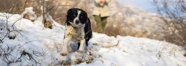 Keni organizuar pushime me qenin tuaj? Ja çfarë duhet të dini para se ta merrni me vete