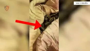 Kishte penguar qarkullimin e automjeteve, pranga 42-vjeçarit në Vaun e Dejës, policia i gjen edhe drogë e municion luftarak