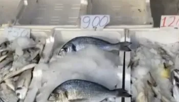 Kriza me ujin në Vlorë/ “Jemi gropë për Vitin e Ri”, peshkatari: E kemi ‘dhuratë’ nga Edi Rama!