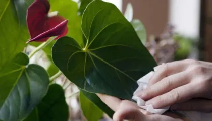 Larja e rregullt e bimëve, ja pse është e domosdoshme për shëndetin e tyre