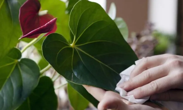 Larja e rregullt e bimëve, ja pse është e domosdoshme për shëndetin e tyre