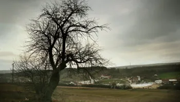 Legjendë popullore: Djali që mësoi gjuhën e kafshëve