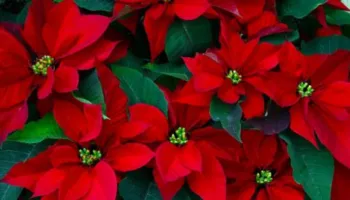 Lulja e Krishtlindjeve, ja si të kujdeseni për ta patur sa më gjatë në shtëpi