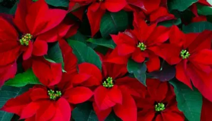 Lulja e Krishtlindjeve, ja si të kujdeseni për ta patur sa më gjatë në shtëpi