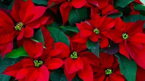 Lulja e Krishtlindjeve, ja si të kujdeseni për ta patur sa më gjatë në shtëpi