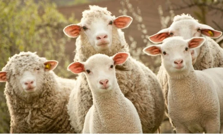 Ndodh në Peqin/ ‘Çmendet’ 72-vjeçari, helmon kullotën e bashkëfshatarit që ti ngordhin delet