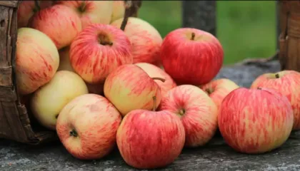 Ndoshta deri me sot e keni ditur gabim, me apo pa lekure duhet te konsumohet molla?