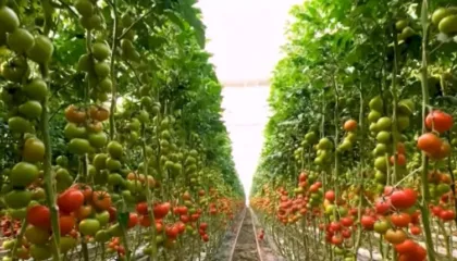 “Ndryshimet në buxhetin 2026 sërish nuk sjellin krahasim me rajonin”, ekspertët: Pak mbështetje për bujqësinë