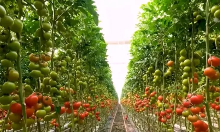 “Ndryshimet në buxhetin 2026 sërish nuk sjellin krahasim me rajonin”, ekspertët: Pak mbështetje për bujqësinë