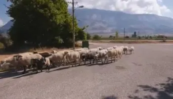 Nga prodhues në konsumatorë… Migrimi nga fshati drejt qytetit po cenon garantimin e furnizimit me ushqime