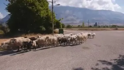 Nga prodhues në konsumatorë… Migrimi nga fshati drejt qytetit po cenon garantimin e furnizimit me ushqime