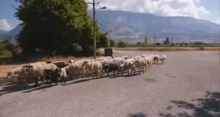 Nga prodhues në konsumatorë… Migrimi nga fshati drejt qytetit po cenon garantimin e furnizimit me ushqime