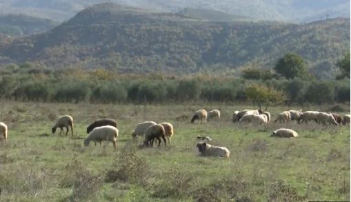 Ngjarje e pabesueshme në Peqin: I moshuari helmon tokën dhe vret 12 bagëti