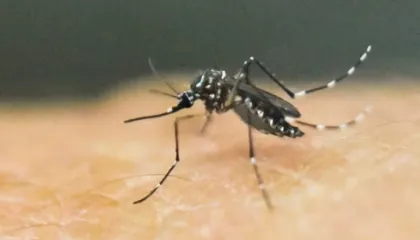 OBSH paralajmëron për përhapjen e virusit ‘chikungunya’ nga mushkonjat