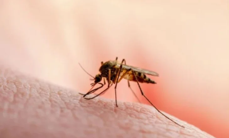 OBSH/ Shkurtimi i fondeve për malarjen rrezikojnë rikthimin e sëmundjes