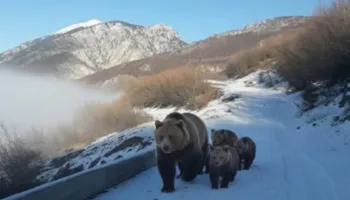 Pamje të rralla në Kolesjan të Kukësit, banori i zonës ndeshet në rrugë më një arushë dhe tre këlyshët e saj  