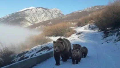 Pamje të rralla në Kolesjan të Kukësit, banori i zonës ndeshet në rrugë më një arushë dhe tre këlyshët e saj  