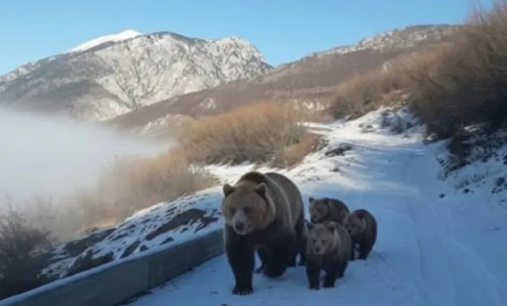 Pamje të rralla në Kolesjan të Kukësit, banori i zonës ndeshet në rrugë më një arushë dhe tre këlyshët e saj  